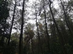 -铁山坪森林公园