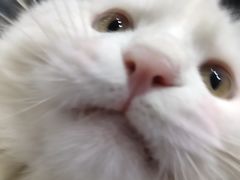 -纳吉亚猫专科动物医院博雅分院
