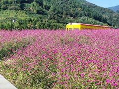 -径山花海