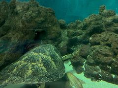 -上海海洋水族馆