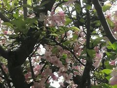 -成都南湖公园