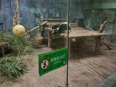 -深圳野生动物园