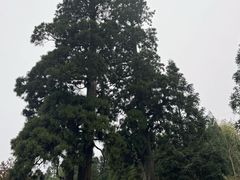-云中大漈