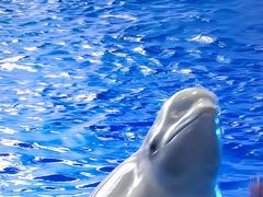 -秦皇岛乐岛海洋王国