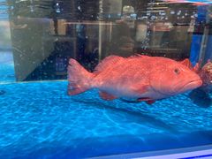 -盒马鲜生(观音桥店)