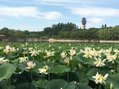 -廊坊市自然公园