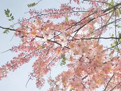 -深圳国际园林花卉博览园