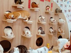 -Umiao与猫咖啡 猫咖