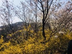 -樱花山风景区