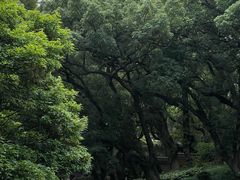 -普陀山风景名胜区-法雨禅寺