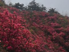 -木兰云雾山