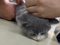 -瑞派动物医院·猫专科·至诚(江南中分院)