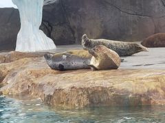 -海合安成都极地海洋公园