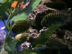 -暹罗海洋世界