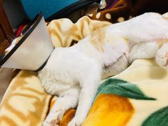 -瑞派雷欧宠物医院·24h夜诊·心脏骨科牙科·全科重症转诊中心(无影山店)