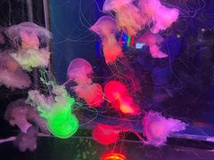 -太平洋海底世界