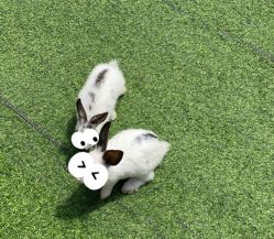 -萌宠亲子动物乐园(槐房万达店)