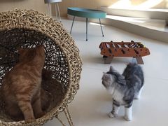-飞行喵MR PILOT|猫舍·猫咖(静安大融城店)