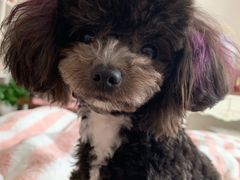 -PETKIT小佩宠物(古北店)