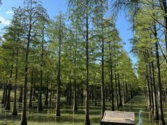 -泗洪洪泽湖湿地景区