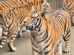 -栾川竹海野生动物园