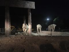 -清迈夜间动物园