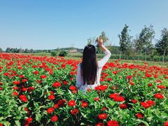 -莲花山花海