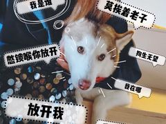 -Husky Go! 哈士奇体验馆·宠物咖啡厅狗咖