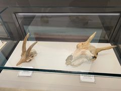 -辽宁古生物博物馆