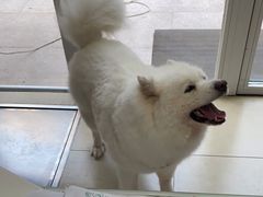 -宠福鑫康馨动物医院·骨科·眼科