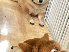 -是阿柴呀！柴犬咖啡·爱喵喵猫咖