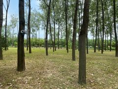 -合肥滨湖国家森林公园