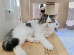 -喵园·猫主题咖啡厅·撸猫·猫咖(国贸店)