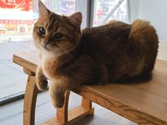 -藏猫猫咖啡主题馆(中央大道店)