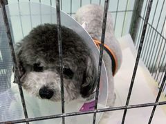-达爱动物医院·犬猫分区·CT·复杂眼科(远洋山水分院)