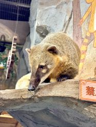 -Zoolung Zoolung动物主题公园(海信广场店)