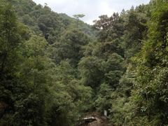 -九龙江国家森林公园