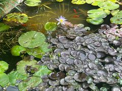 -国家植物园南园