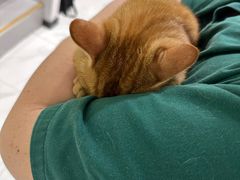-艾吉宠物医院·疑难杂症转诊中心·猫友好(碧江路院)