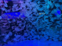 -江和美海洋公园