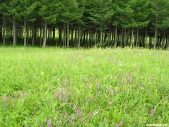 -塞罕坝国家级自然保护区