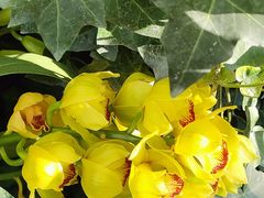 -国家植物园南园