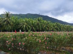 -亚龙湾国际玫瑰谷