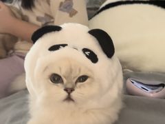 -飞行喵MR PILOT|猫舍·猫咖(静安大融城店)