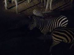 -清迈夜间动物园
