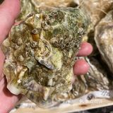 连着汁水一口饮下 爽嫩可口