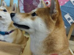 -柴迷FANS CLUB·柴犬狗咖·猫咖