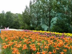 景点百合花展-沈阳植物园