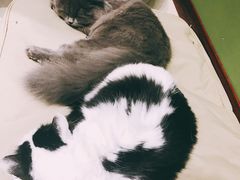 -猫亿天猫咖