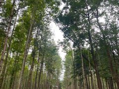 -洛阳白云山景区